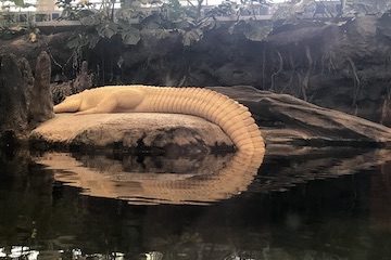 Crocodile Paradox